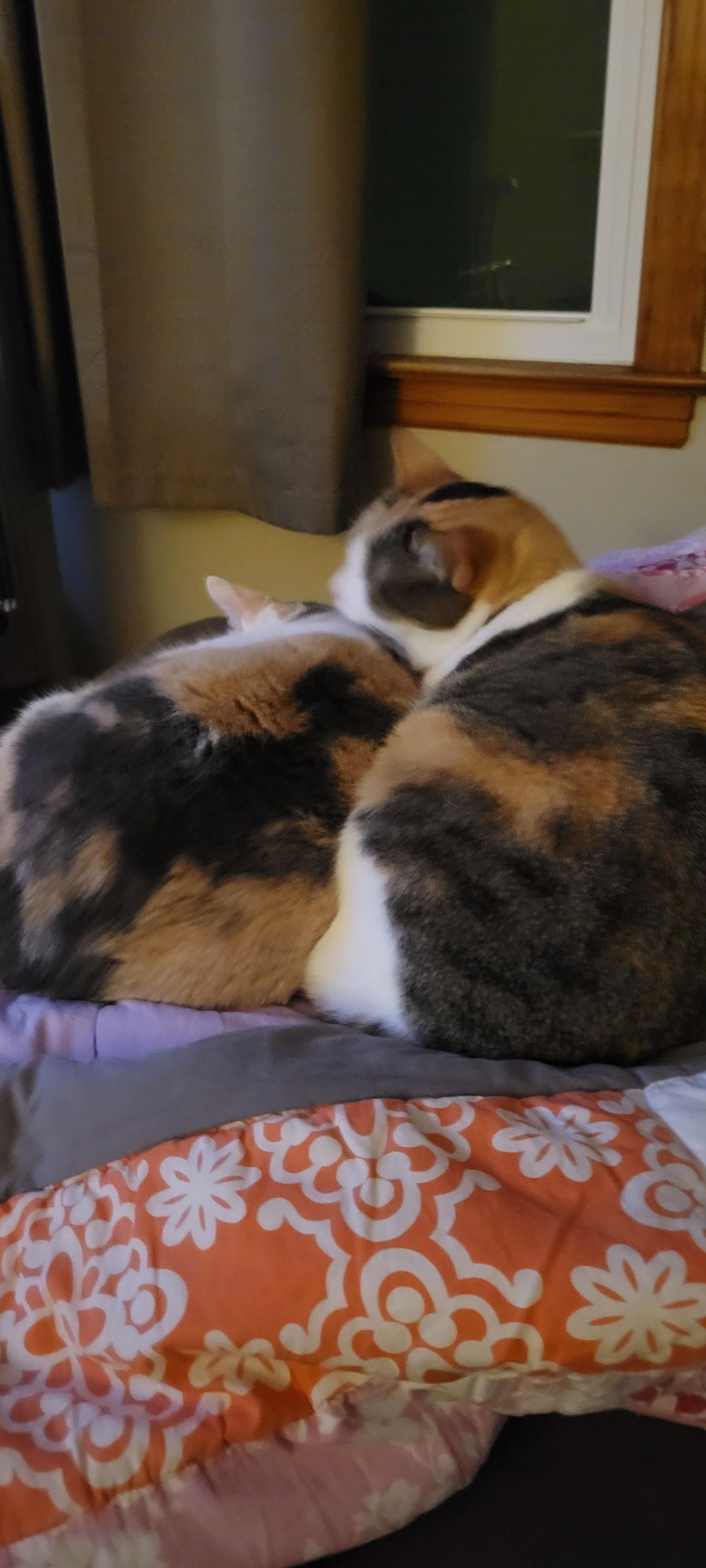 Rose & Angel, a Adoptable Domestic Short Hair in Eureka, MO image 3/3