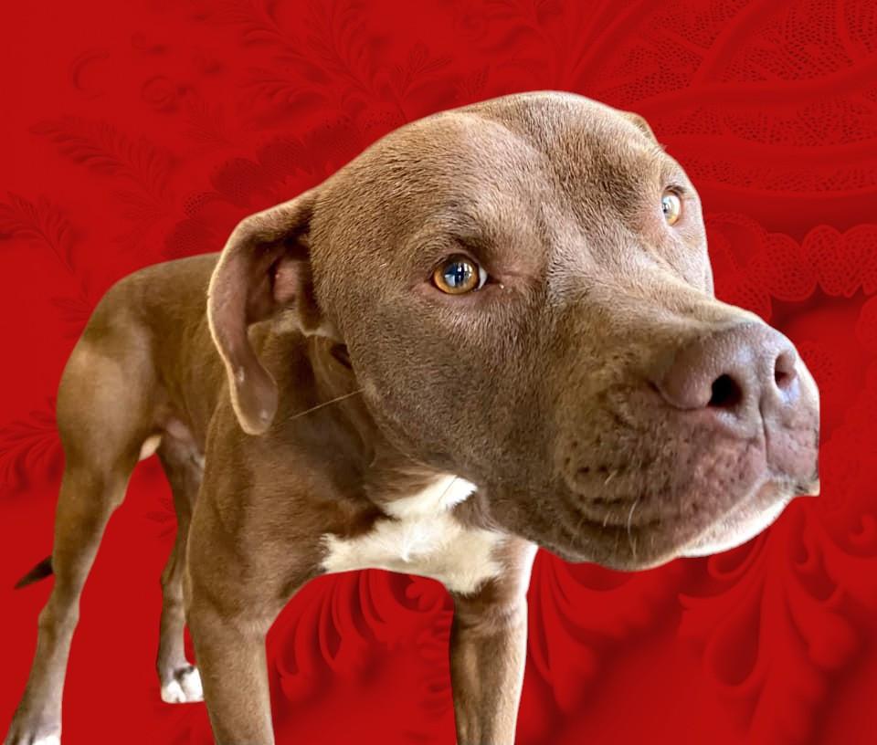 Enlarge Smiley, a Adoptable Pit Bull Terrier in Fargo, ND image 1/6