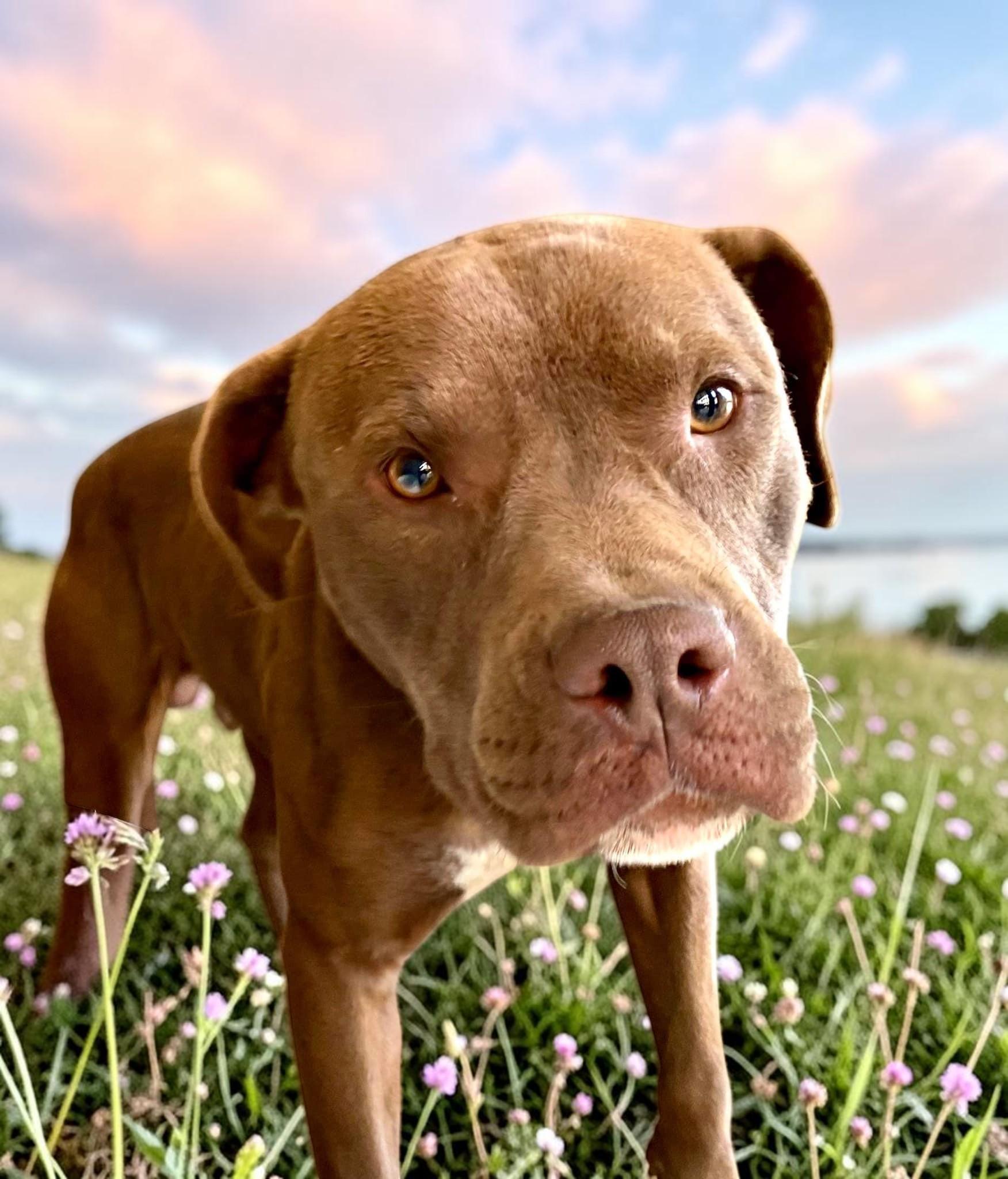 Enlarge Smiley, a Adoptable Pit Bull Terrier in Fargo, ND image 4/6