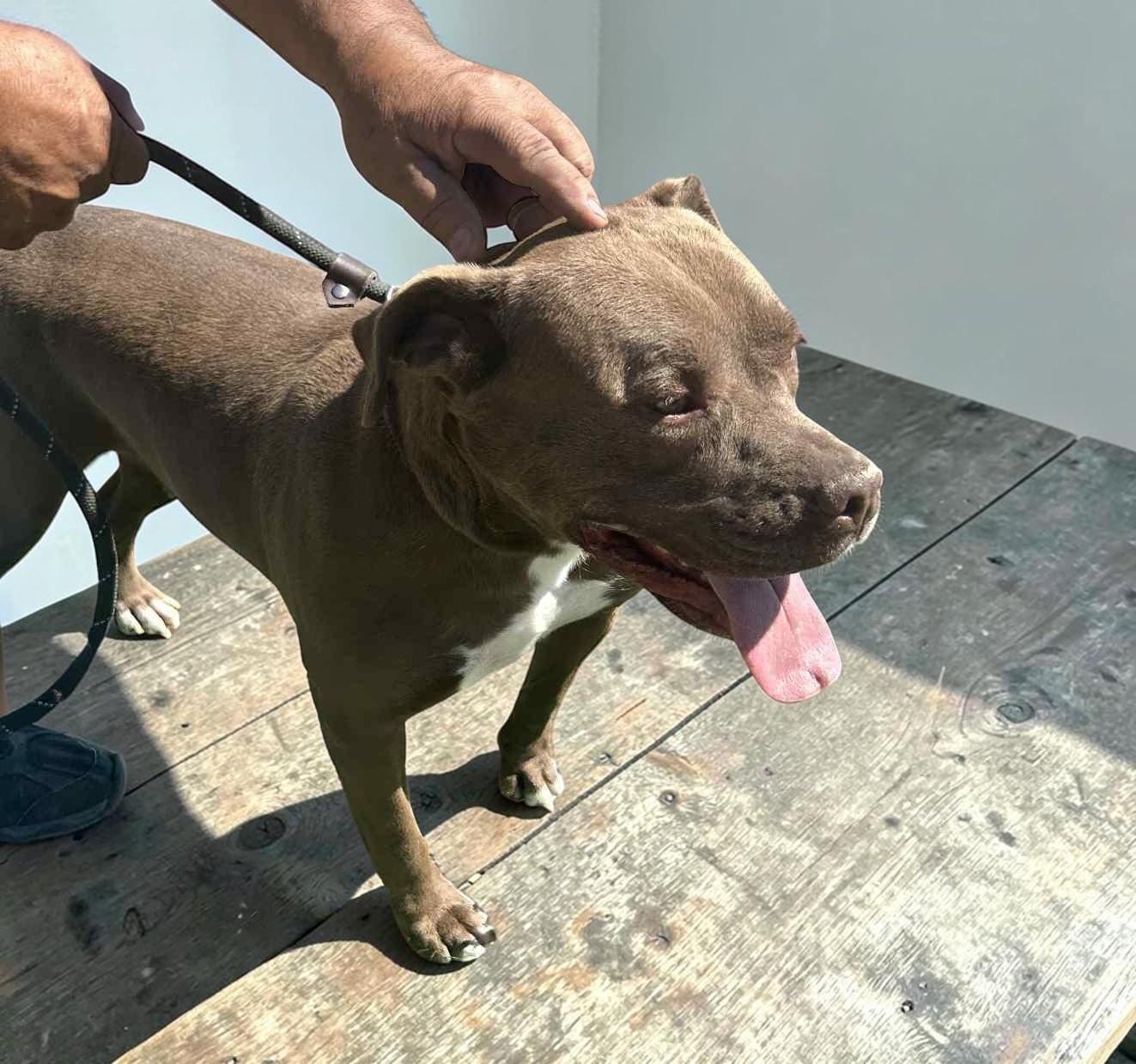 Enlarge Smiley, a Adoptable Pit Bull Terrier in Fargo, ND image 2/6
