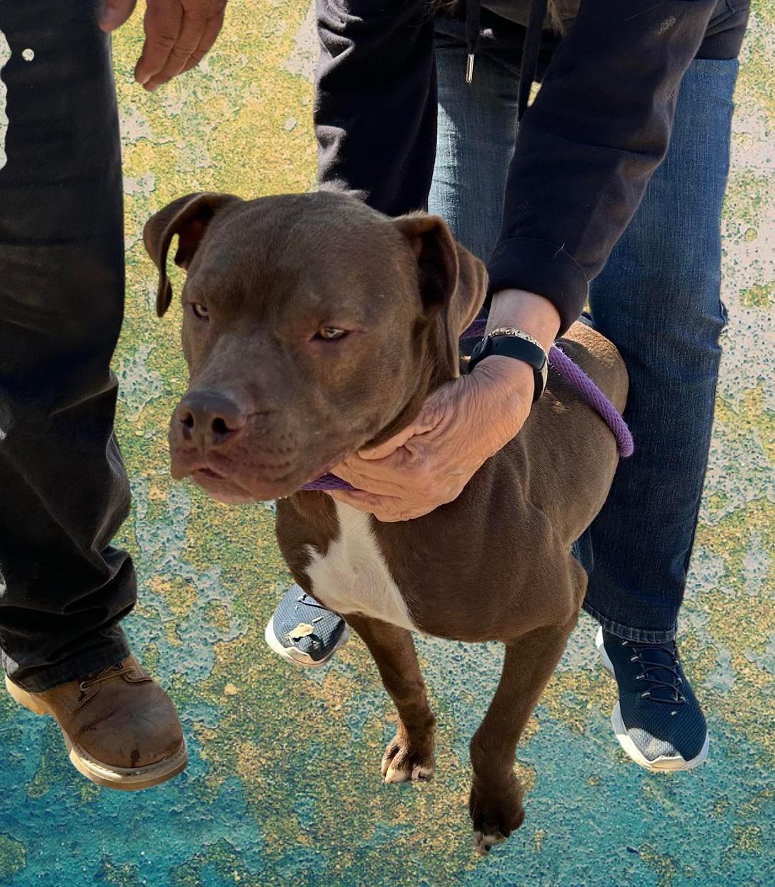 Enlarge Smiley, a Adoptable Pit Bull Terrier in Fargo, ND image 6/6