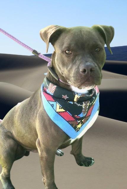 Enlarge Smiley, a Adoptable Pit Bull Terrier in Fargo, ND image 5/6