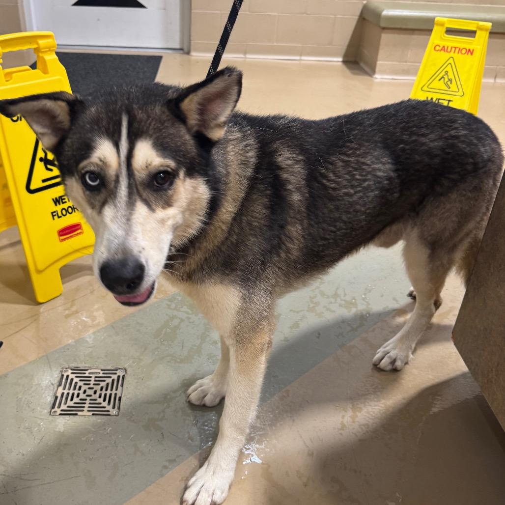 Enlarge Zacaria, a Adoptable Mixed Breed in Winston-Salem, NC image 1/1