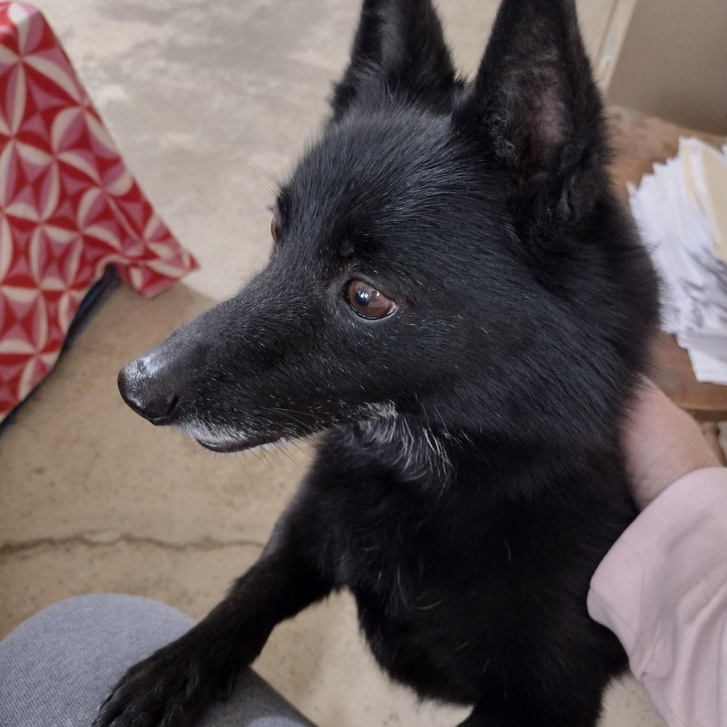 Jingles, adopted, Adult Male Schipperke.