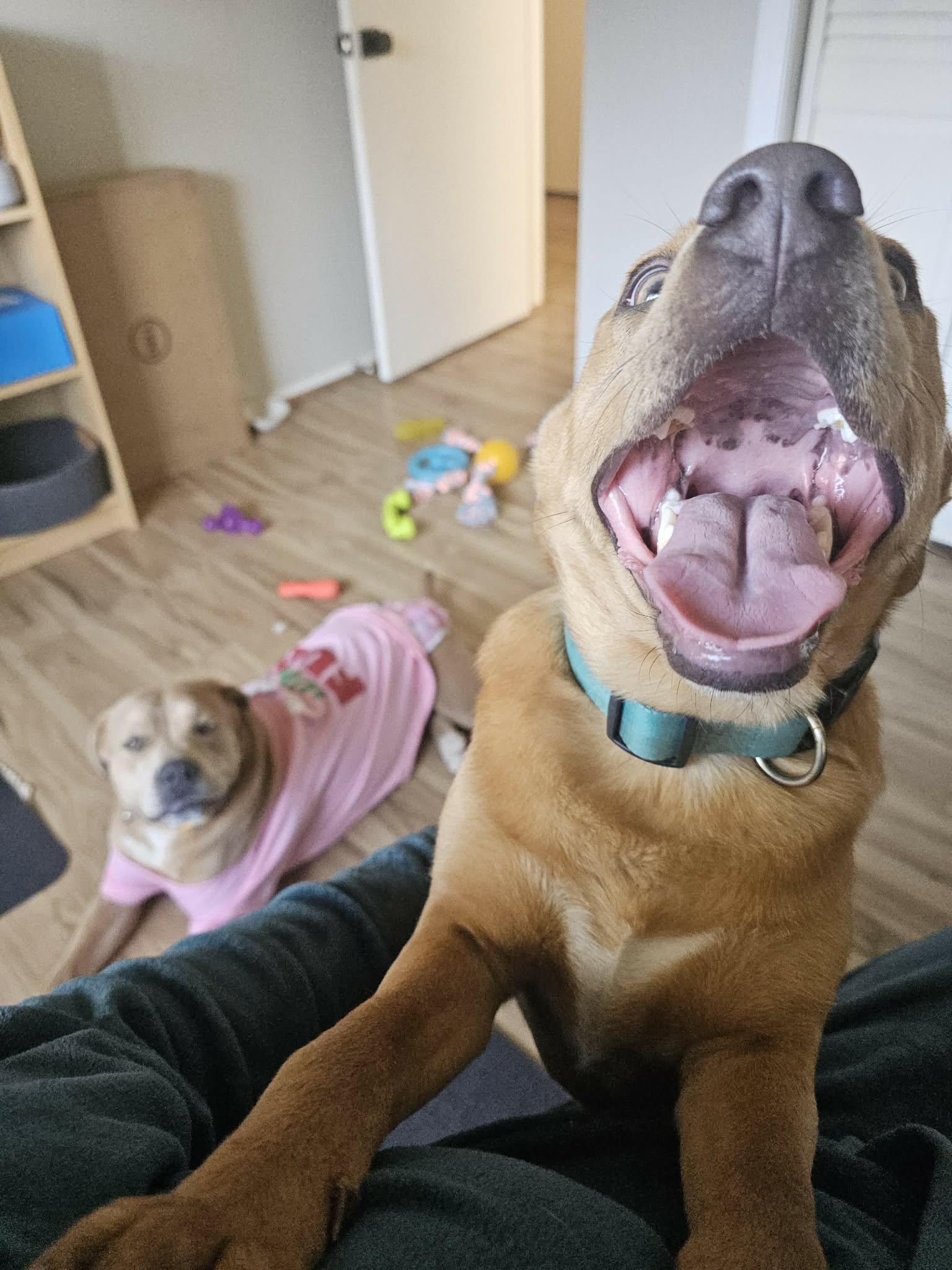 Enlarge Ginger, a Adoptable mixed breed in Boise, ID image 4/6