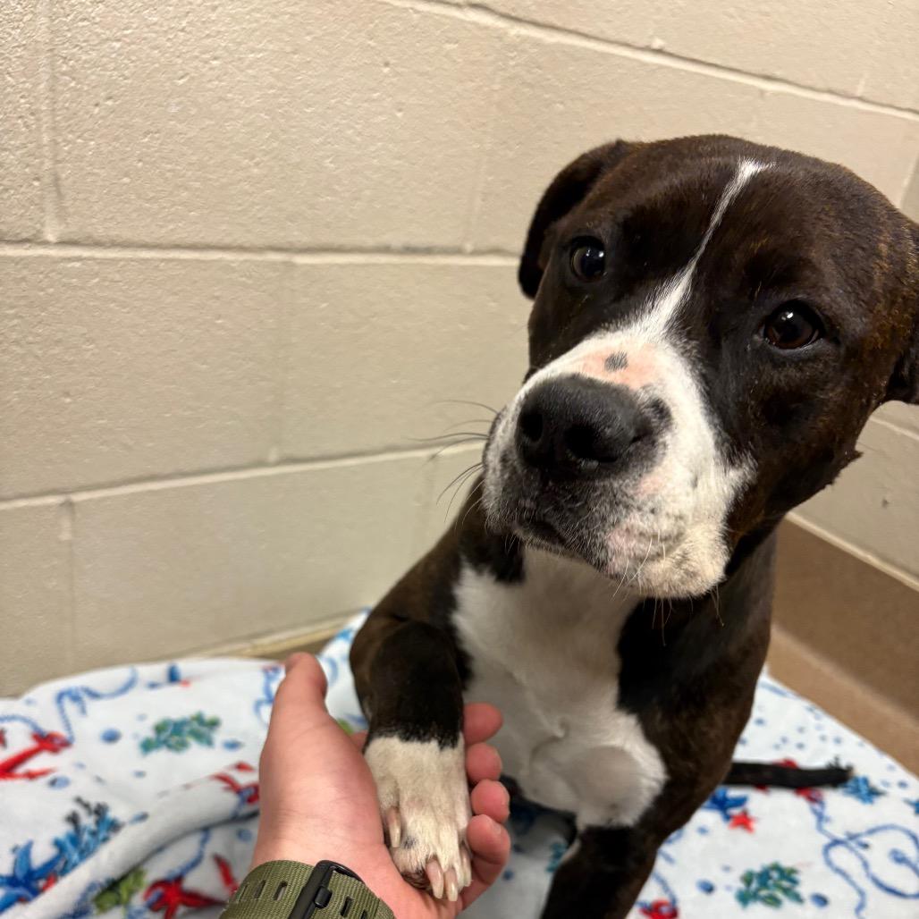 Rocki Road, Adoptable, Adult Female Boxer.