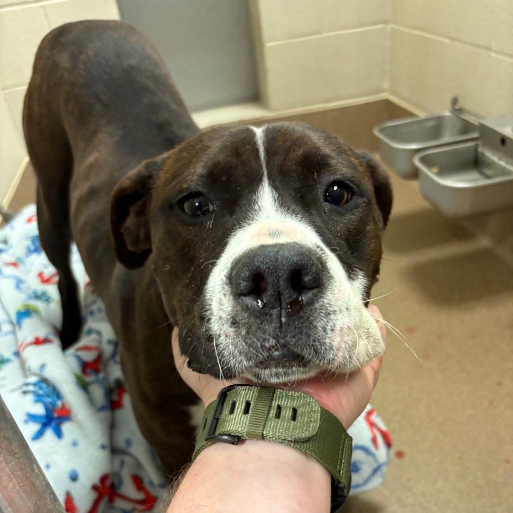 Enlarge Rocki Road, a Adoptable Boxer in Hinesville, GA image 3/4