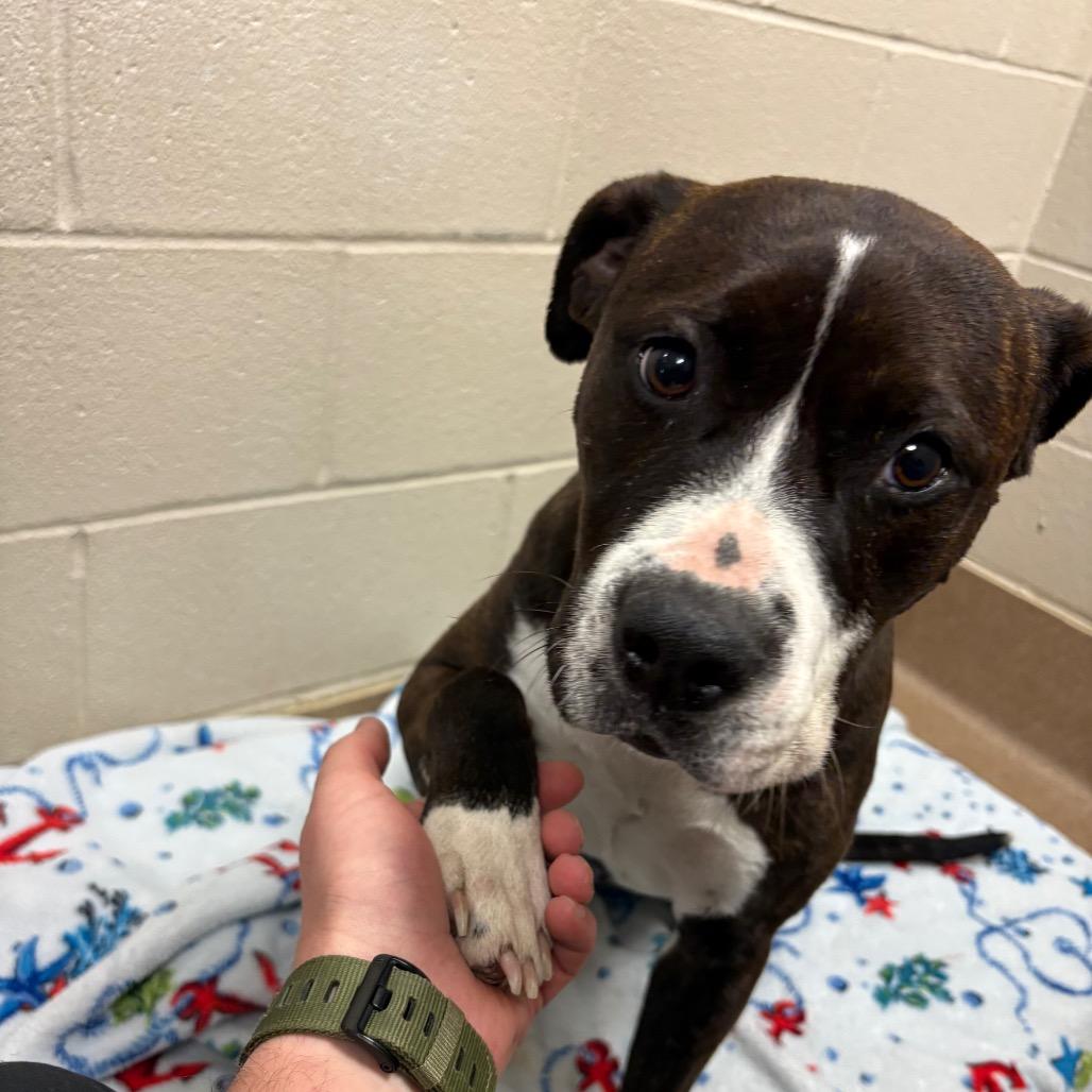 Enlarge Rocki Road, a Adoptable Boxer in Hinesville, GA image 4/4