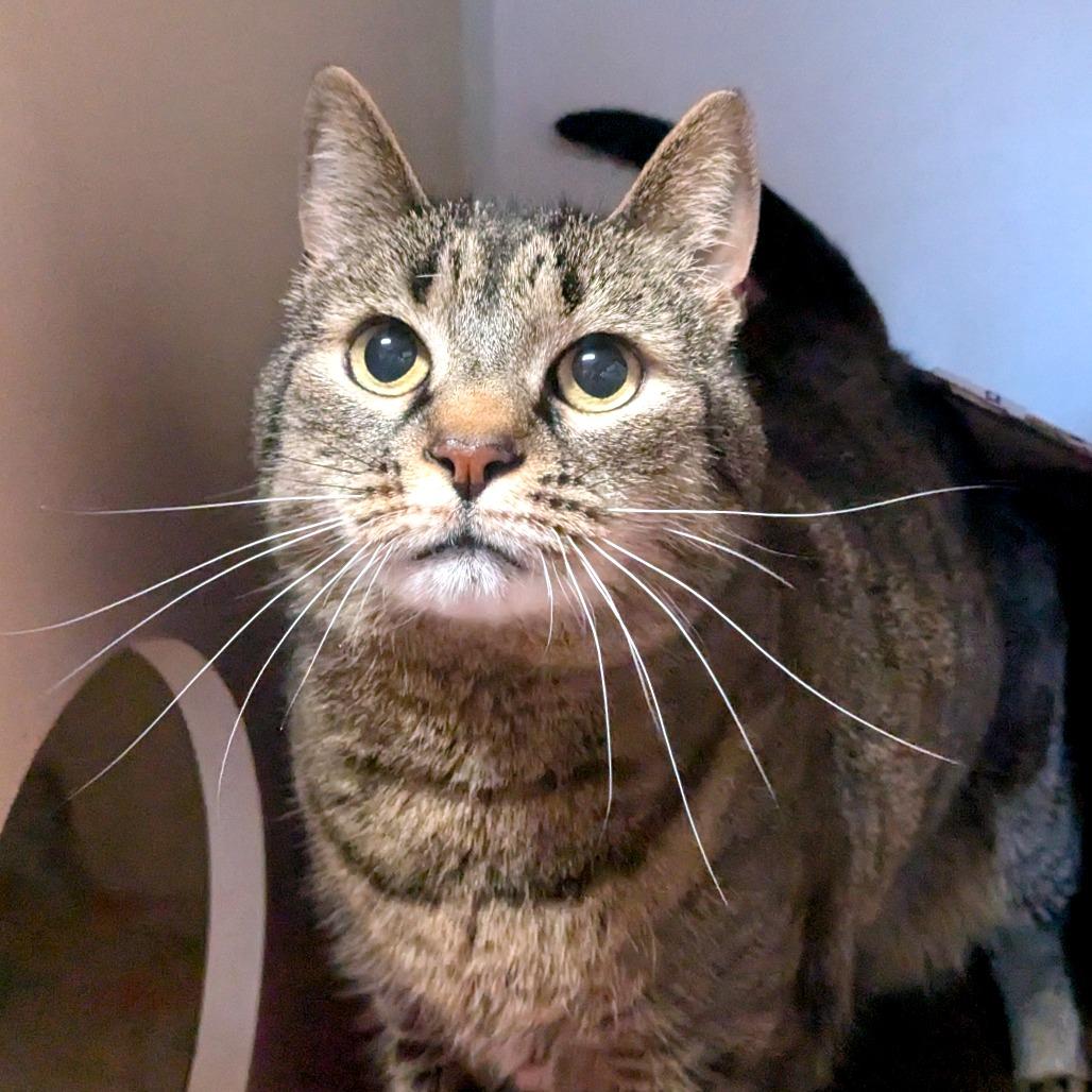 Enlarge Josie, a Adoptable Domestic Short Hair in Providence, RI image 1/6