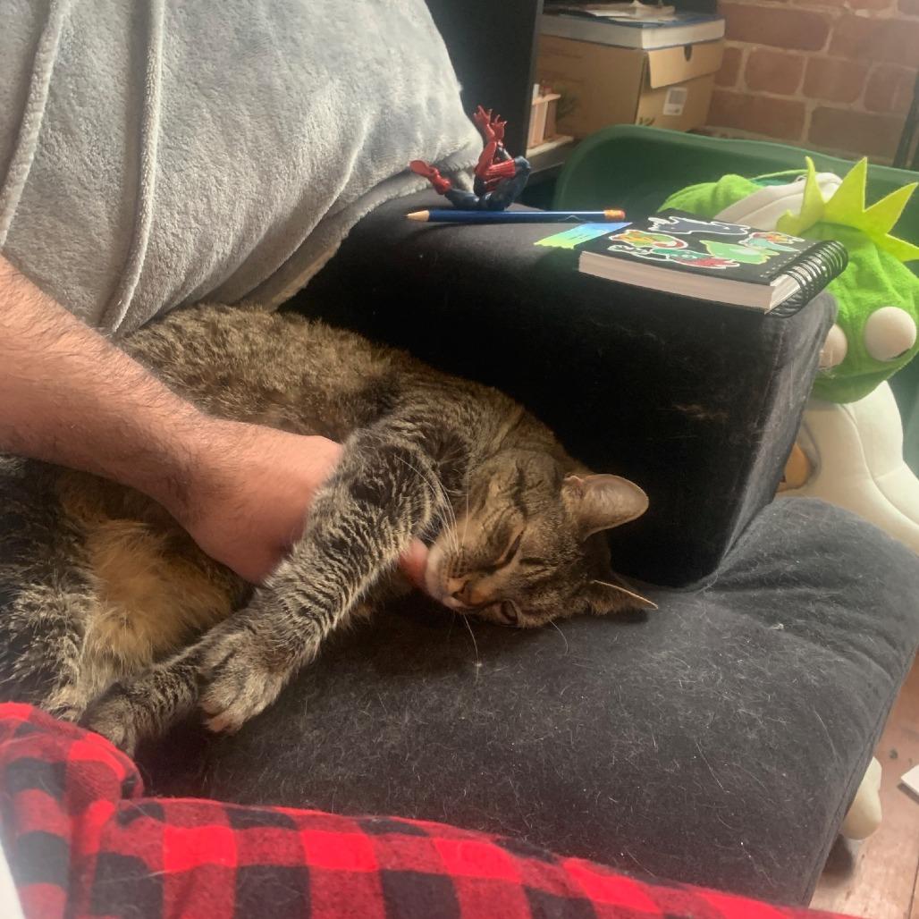 Enlarge Josie, a Adoptable Domestic Short Hair in Providence, RI image 2/6