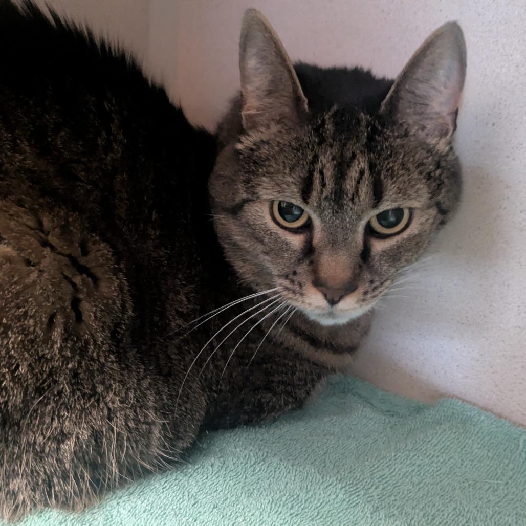 Enlarge Josie, a Adoptable Domestic Short Hair in Providence, RI image 3/6