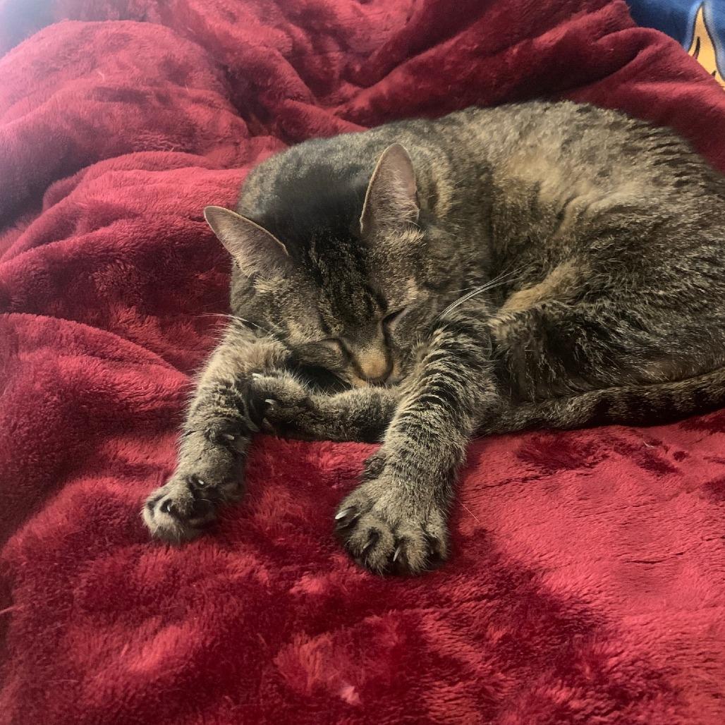 Enlarge Josie, a Adoptable Domestic Short Hair in Providence, RI image 4/6