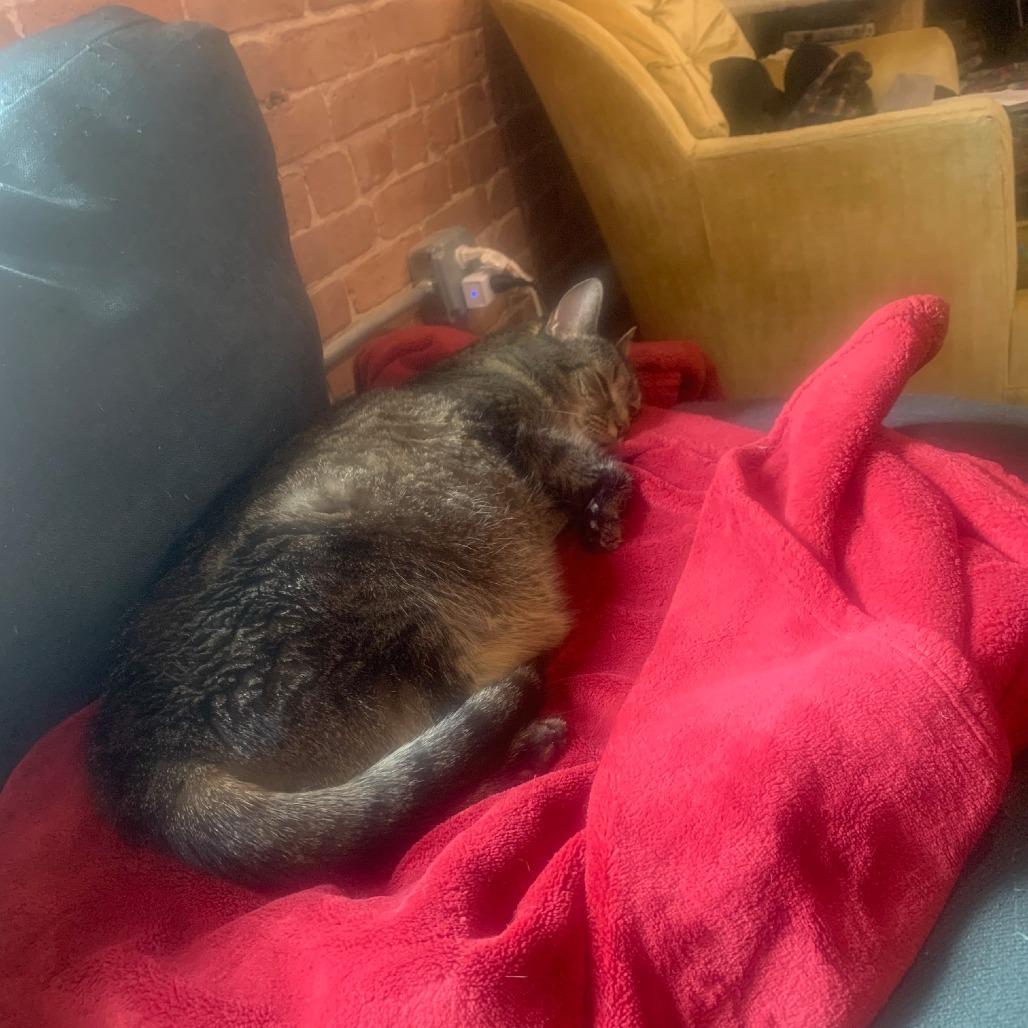 Enlarge Josie, a Adoptable Domestic Short Hair in Providence, RI image 4/6