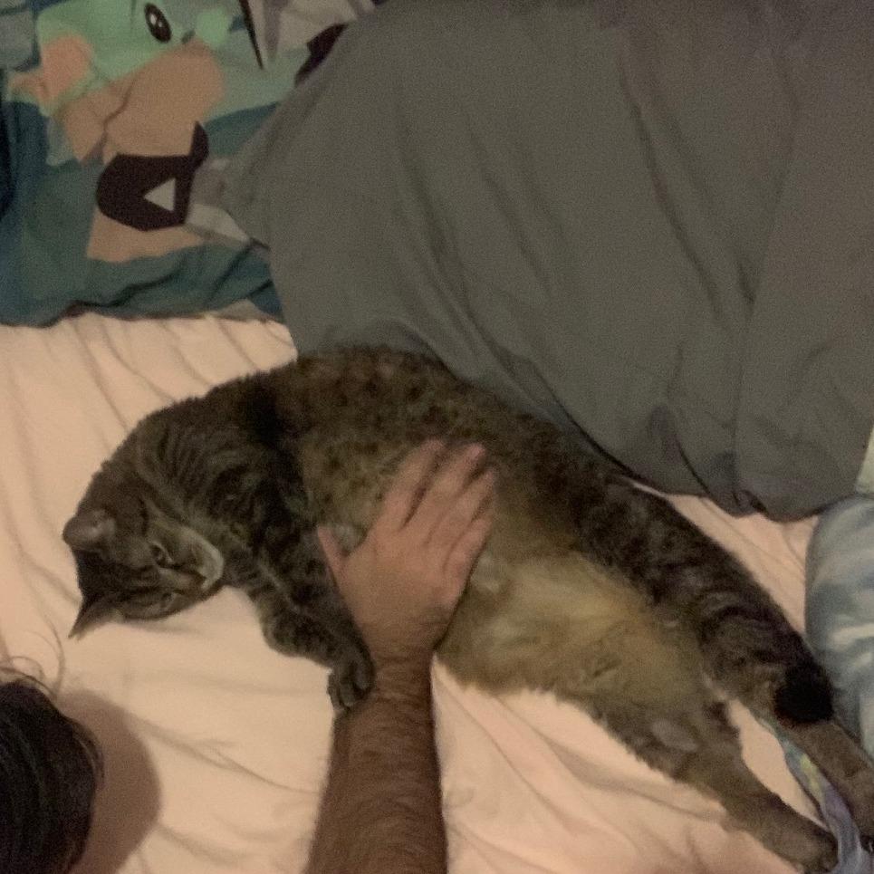 Enlarge Josie, a Adoptable Domestic Short Hair in Providence, RI image 4/6