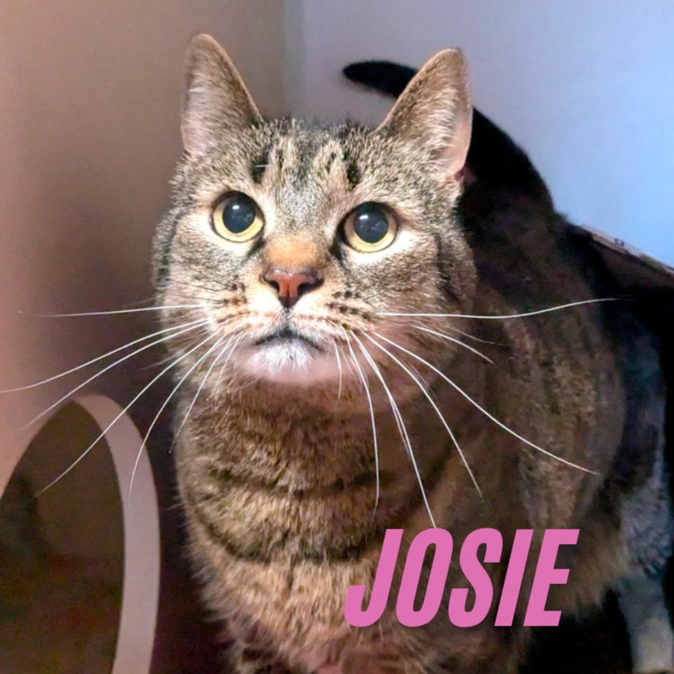 Enlarge Josie, a Adoptable Domestic Short Hair in Providence, RI image 5/6