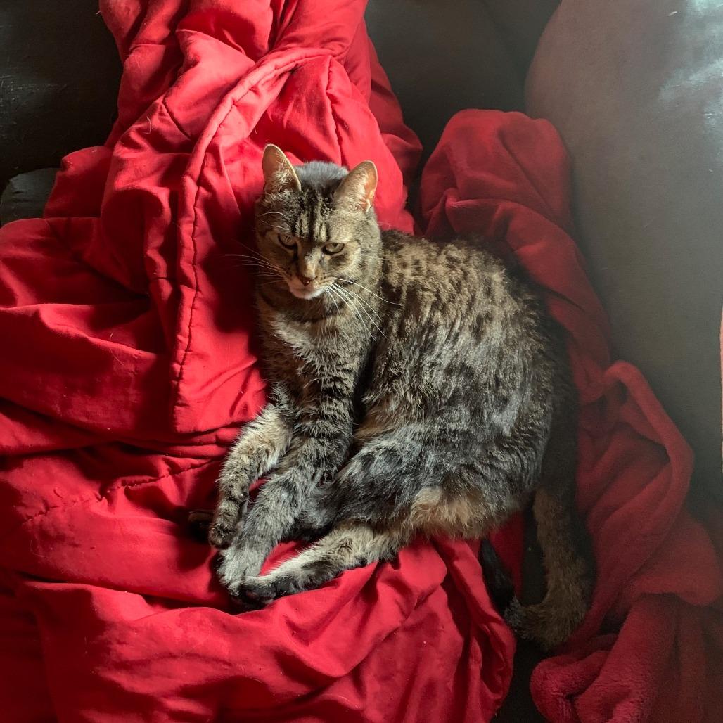 Enlarge Josie, a Adoptable Domestic Short Hair in Providence, RI image 6/6