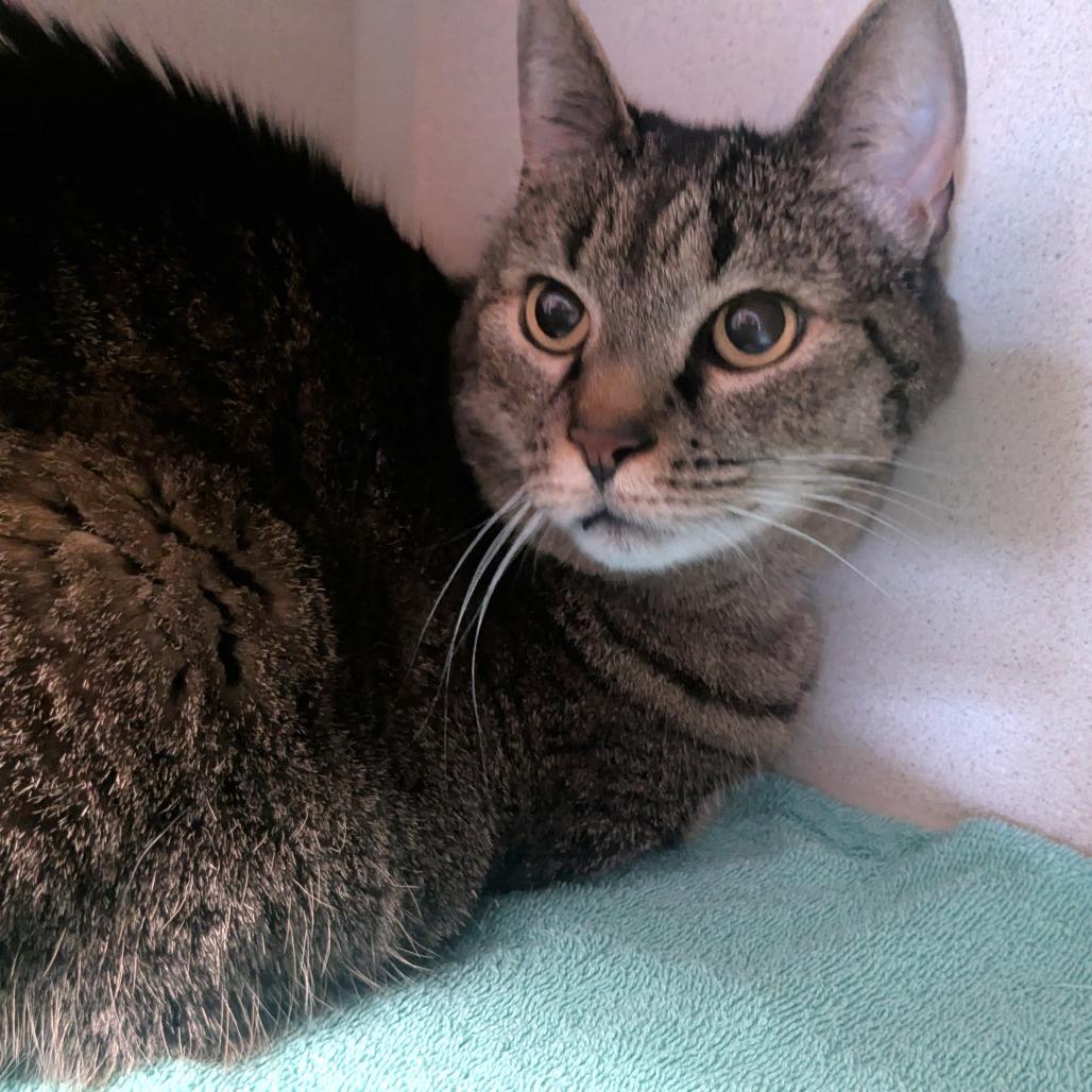 Enlarge Josie, a Adoptable Domestic Short Hair in Providence, RI image 6/6