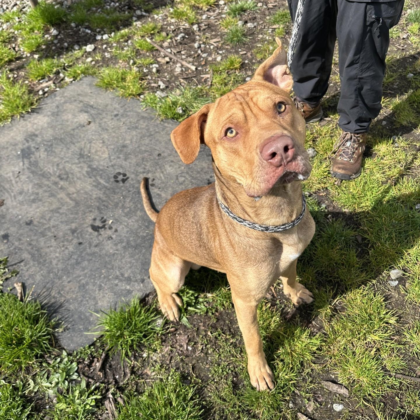 Ryder, Adoptable, Young Male Pit Bull Terrier.