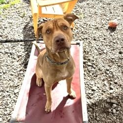 Enlarge Ryder, an adoption pending mixed breed in Vancouver, BC image 2/2