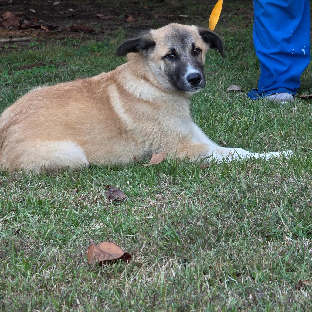 Sagittarius, Adoptable, Puppy Male Great Pyrenees.