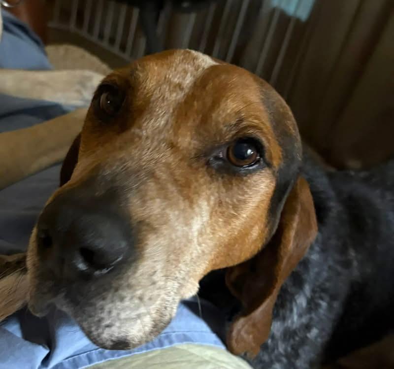 Enlarge Rooster, a ADOPTABLE mixed breed in Inverness, FL image 4/4