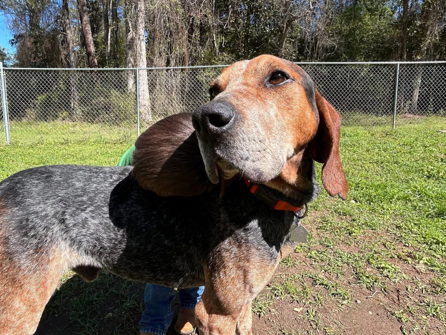 Rooster, ADOPTABLE, Adult Male Bluetick Coonhound.