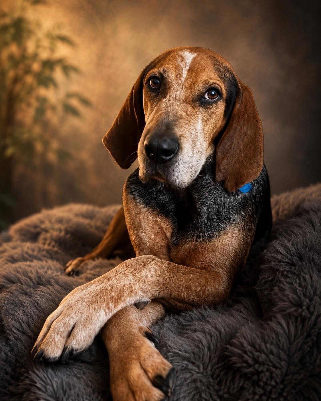 Rooster, a ADOPTABLE mixed breed in Inverness, FL image 1/4
