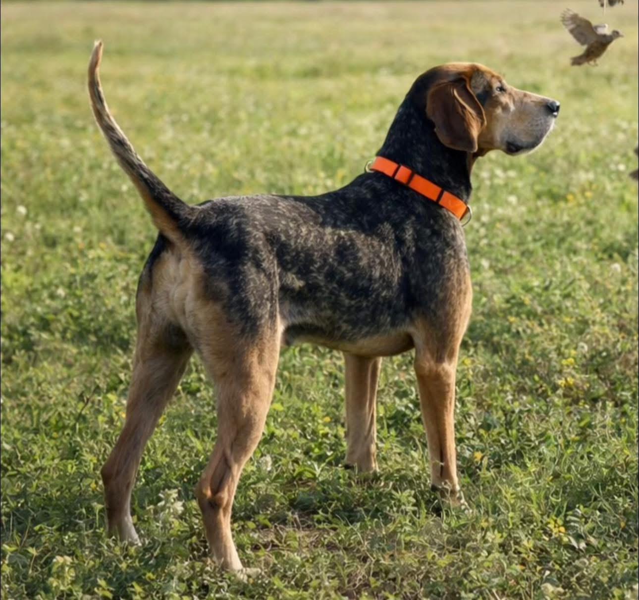Enlarge Rooster, a ADOPTABLE mixed breed in Inverness, FL image 2/4