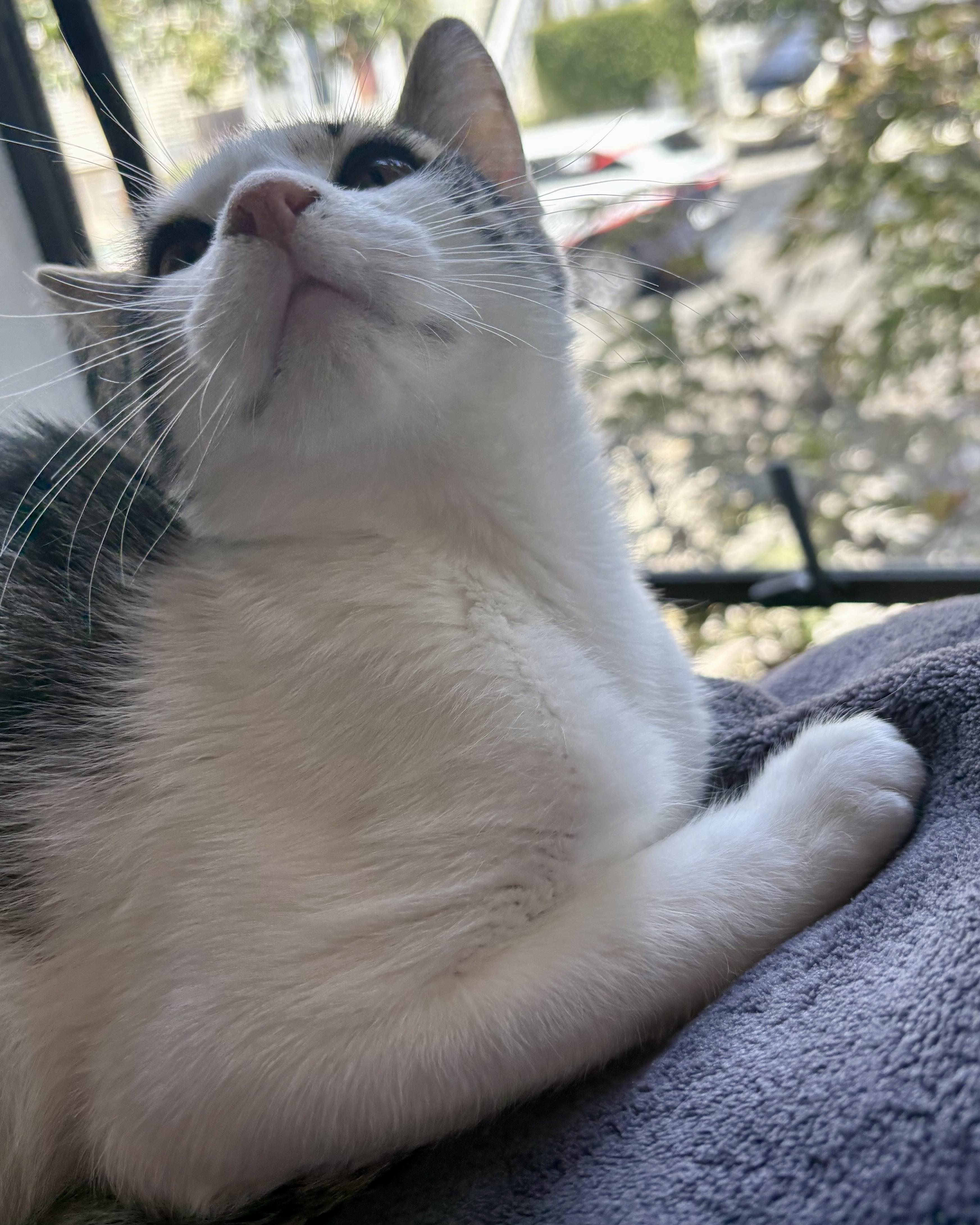 Jiminy, Adoptable, Kitten Male Domestic Short Hair.