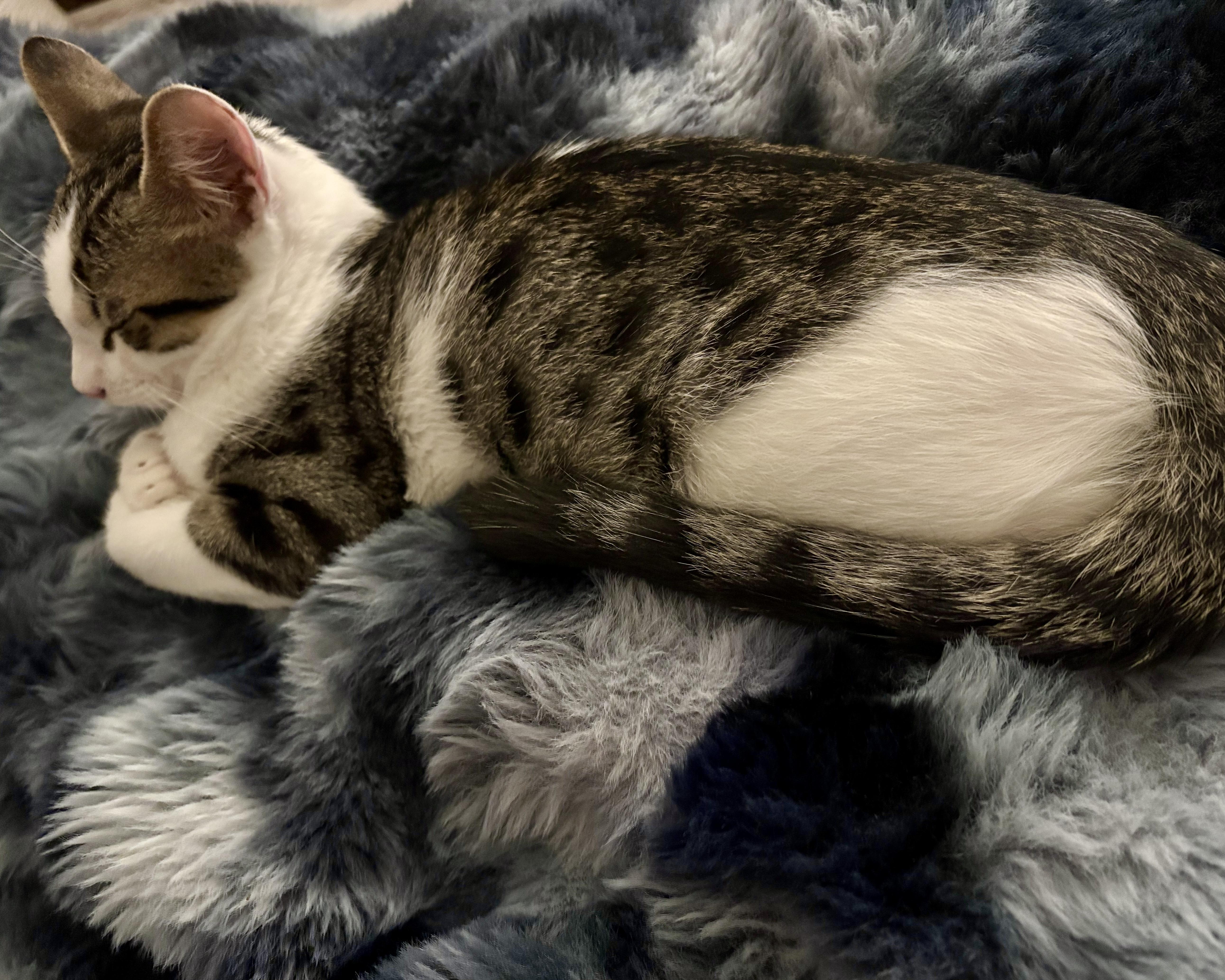 Enlarge Jiminy, a Adoptable Domestic Short Hair in San Francisco, CA image 2/5
