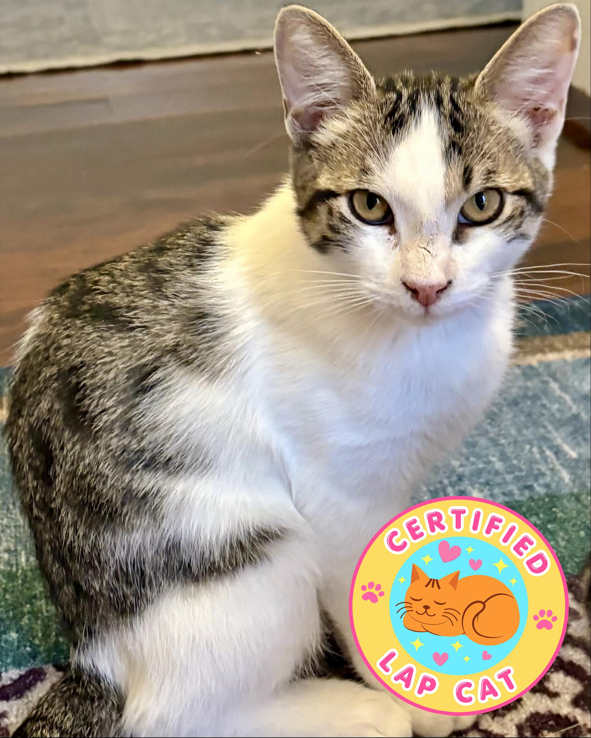 Enlarge Jiminy, a Adoptable Domestic Short Hair in San Francisco, CA image 3/6