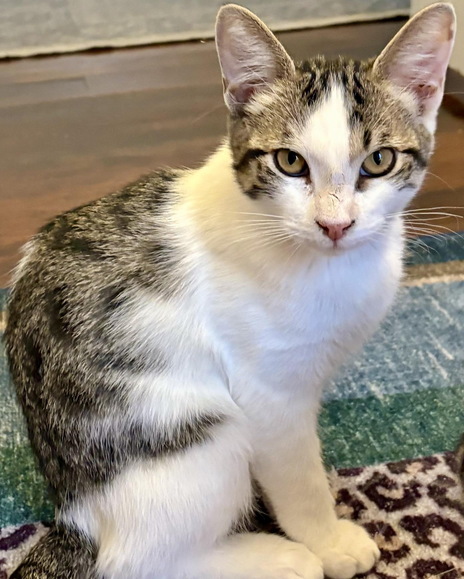 Enlarge Jiminy, a Adoptable Domestic Short Hair in San Francisco, CA image 3/5