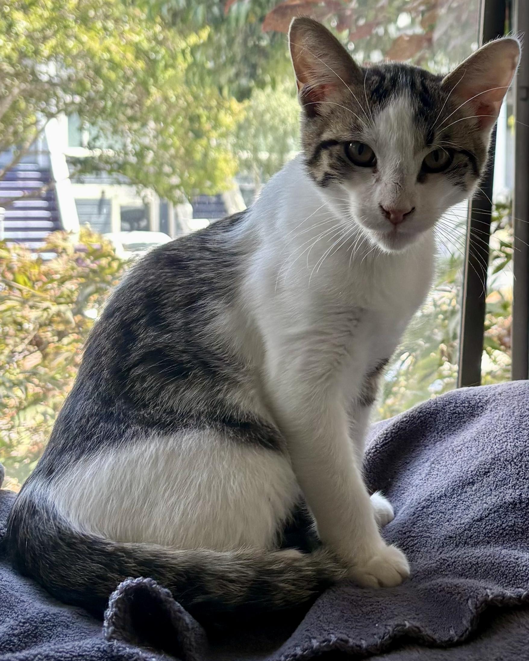 Enlarge Jiminy, a Adoptable Domestic Short Hair in San Francisco, CA image 4/5