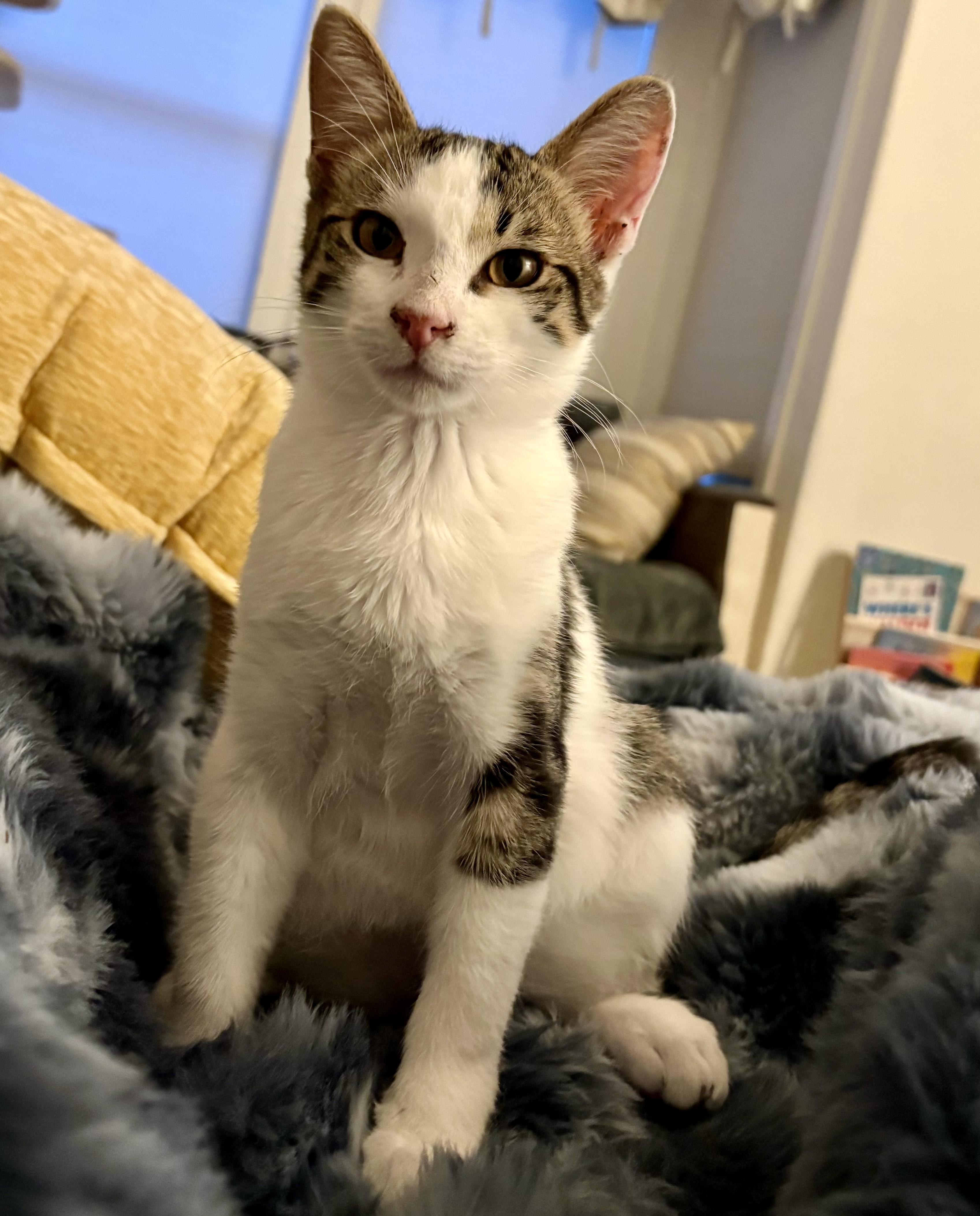 Enlarge Jiminy, a Adoptable Domestic Short Hair in San Francisco, CA image 5/5