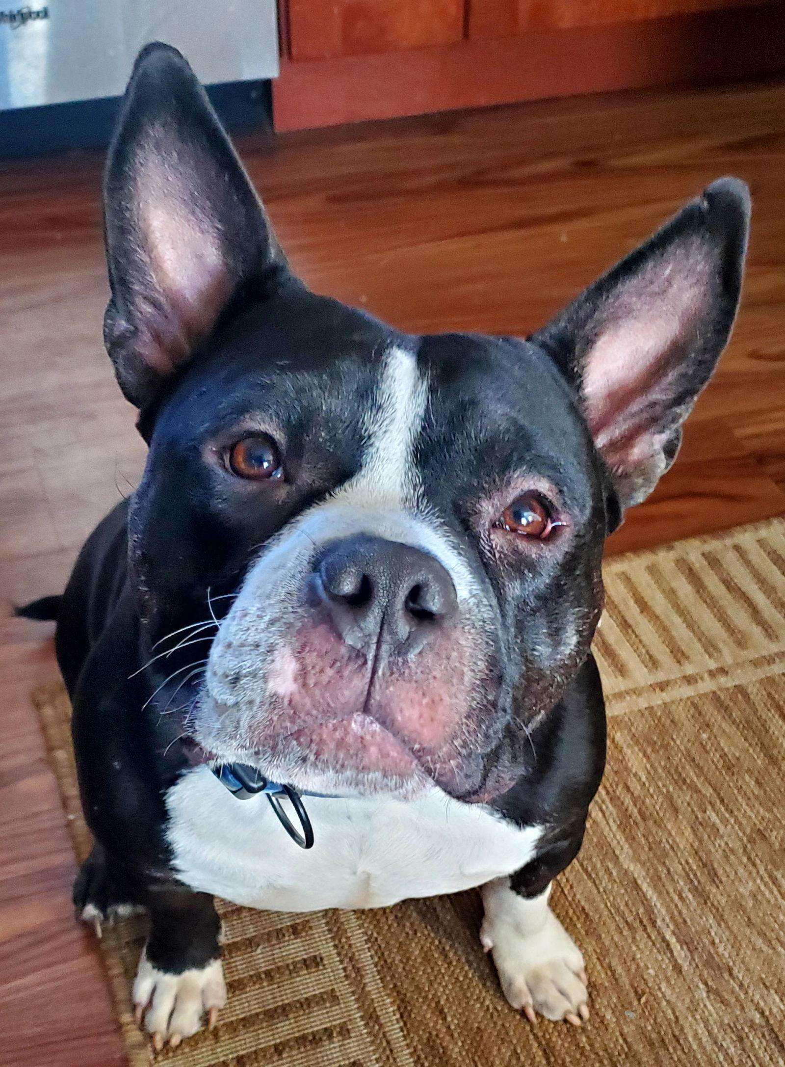 Bob Barker "Bobby", a Adopted American Bulldog in Hillsboro, NH image 3/3