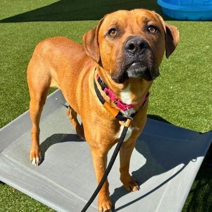 Enlarge Sealy, a Adoptable mixed breed in Gastonia, NC image 1/3