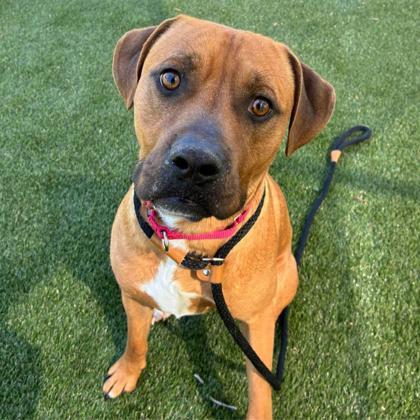 Enlarge Sealy, a Adoptable mixed breed in Gastonia, NC image 2/3