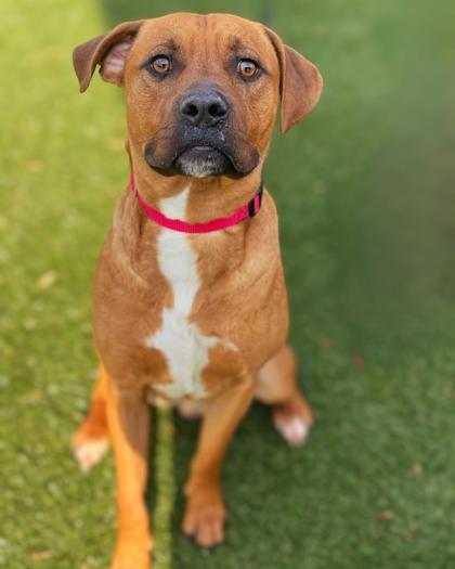 Enlarge Sealy, a Adoptable mixed breed in Gastonia, NC image 3/3