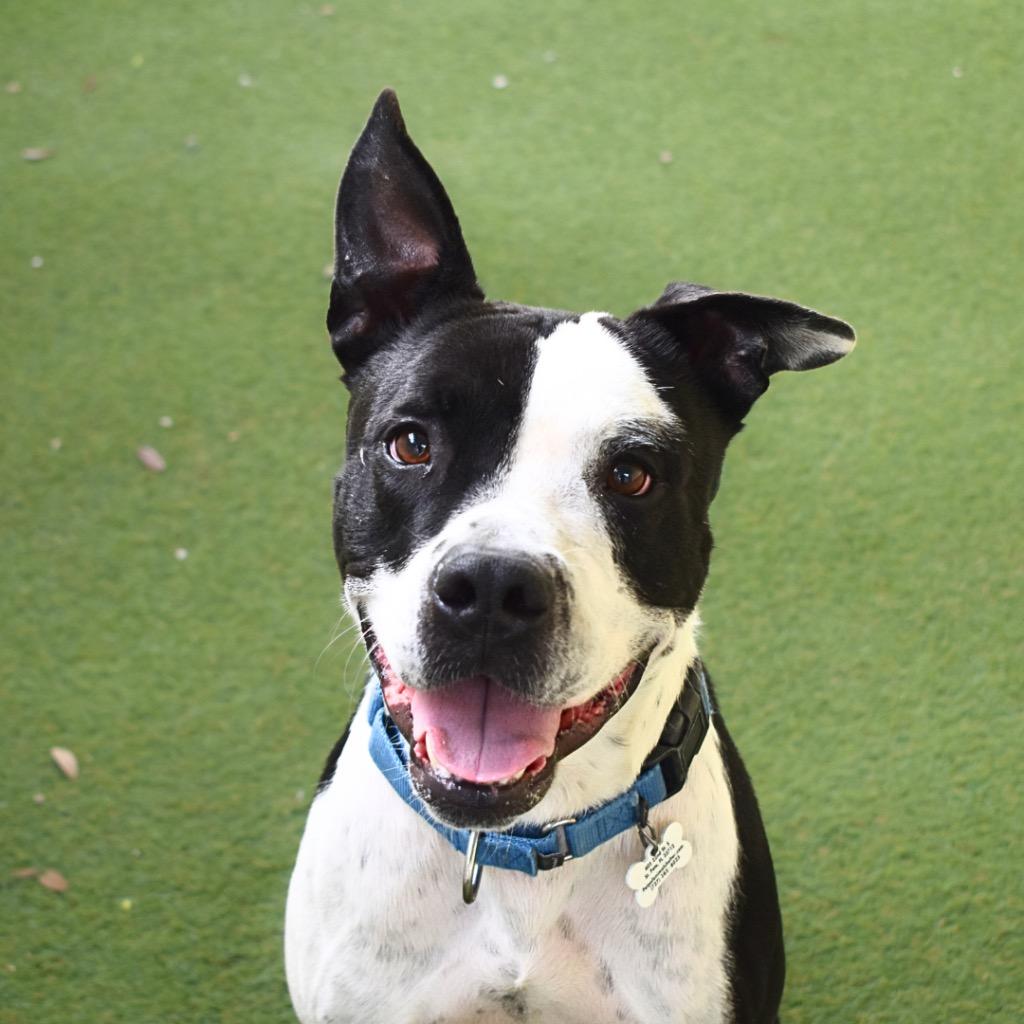 Texas, Adoptable, Adult Male Pit Bull Terrier.