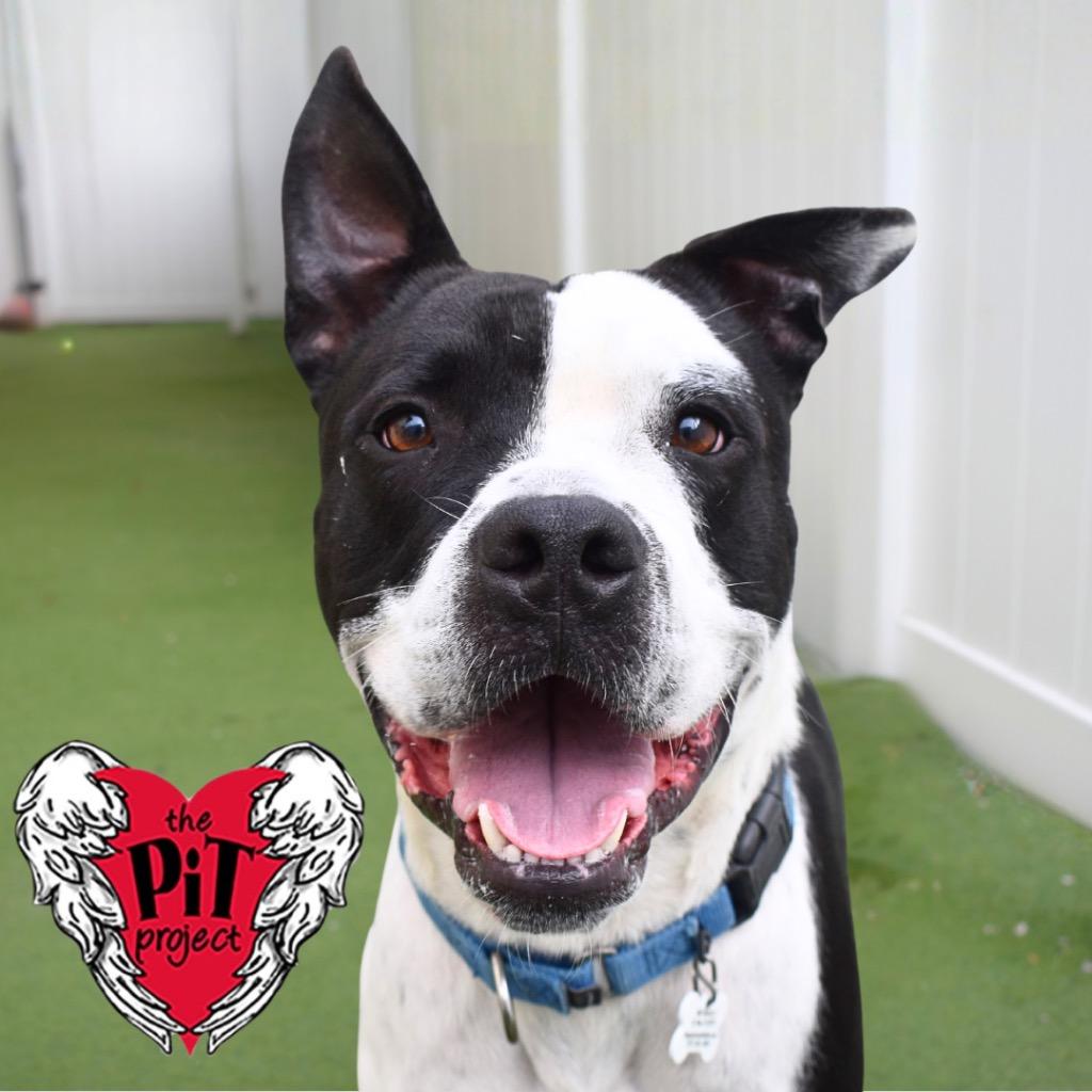 Enlarge Texas, a Adoptable Pit Bull Terrier in Saint Petersburg, FL image 1/2