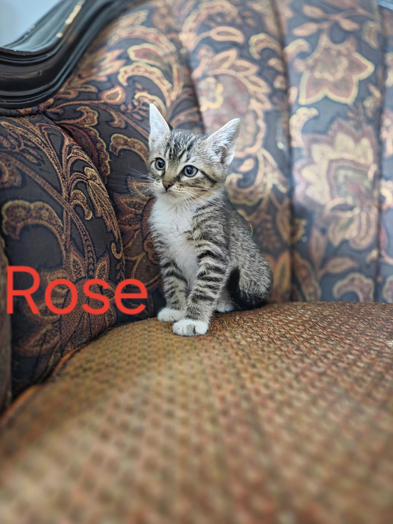 Rose, ADOPTABLE, Kitten Female Domestic Short Hair & Tabby.