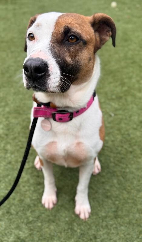 Enlarge Ladybird, a Adoptable Pit Bull Terrier in Manhattan Beach, CA image 1/6