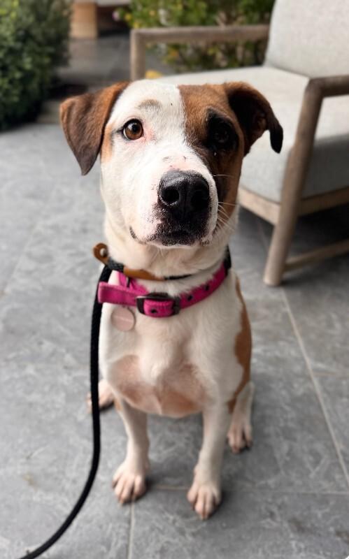 Enlarge Ladybird, a Adoptable Pit Bull Terrier in Manhattan Beach, CA image 3/6