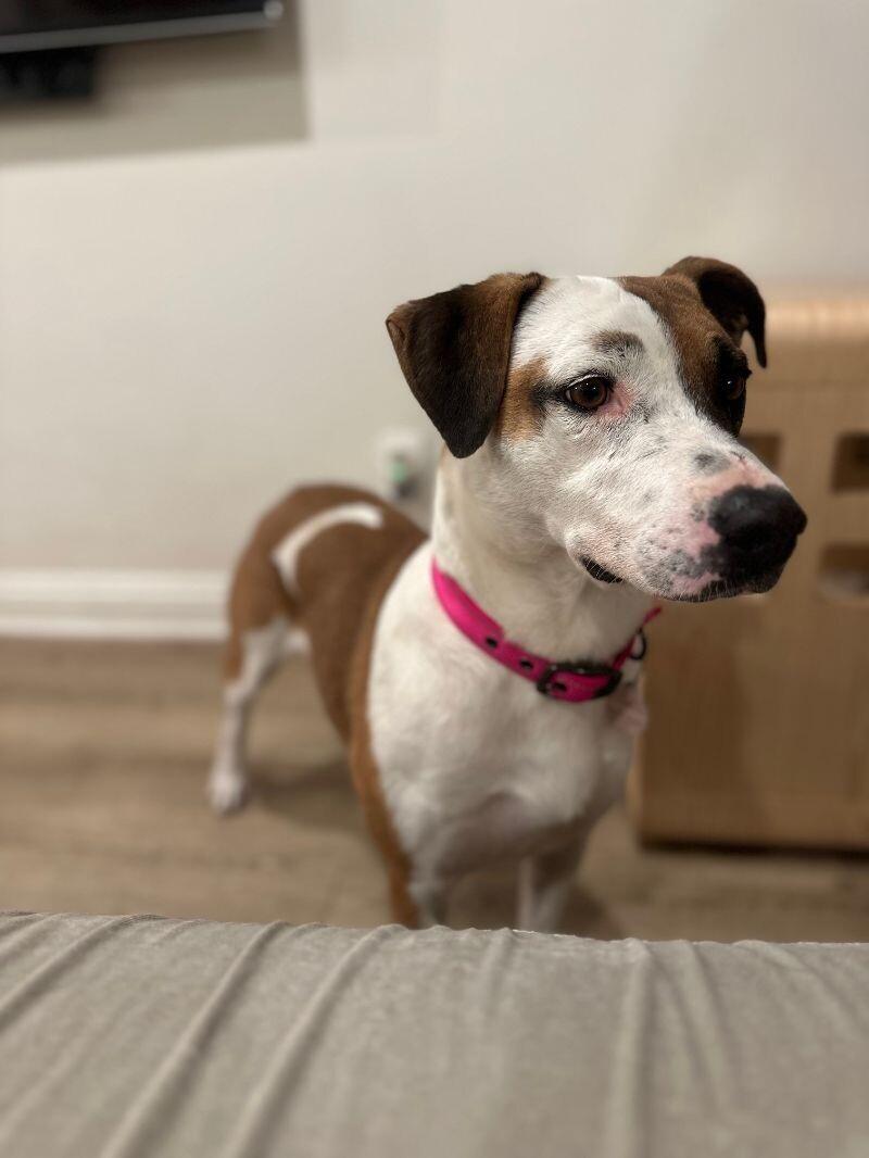 Enlarge Ladybird, a Adoptable Pit Bull Terrier in Manhattan Beach, CA image 4/6