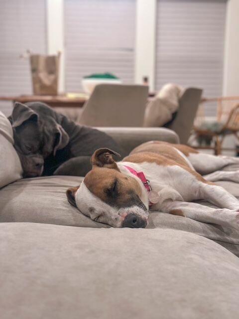 Enlarge Ladybird, a Adoptable Pit Bull Terrier in Manhattan Beach, CA image 5/6