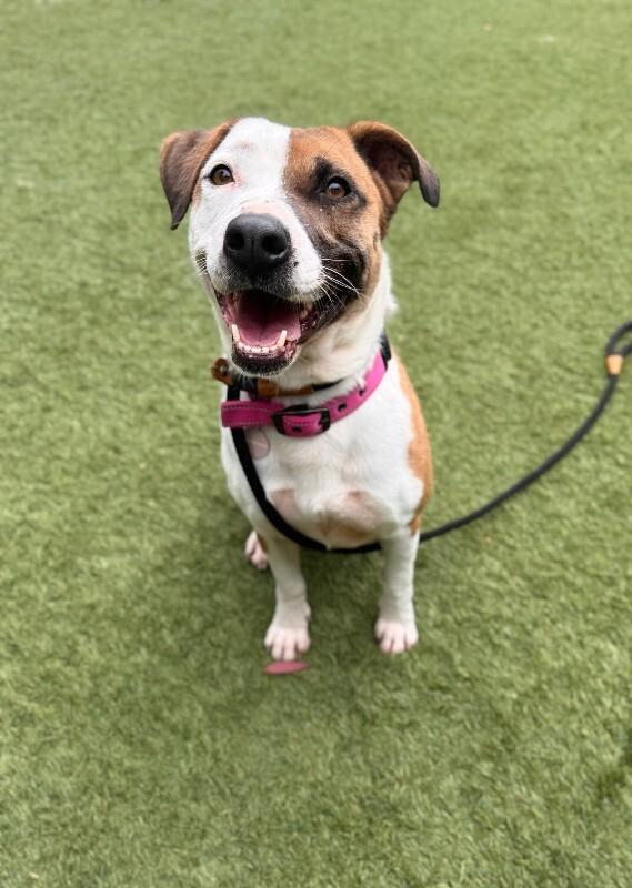 Enlarge Ladybird, a Adoptable Pit Bull Terrier in Manhattan Beach, CA image 6/6