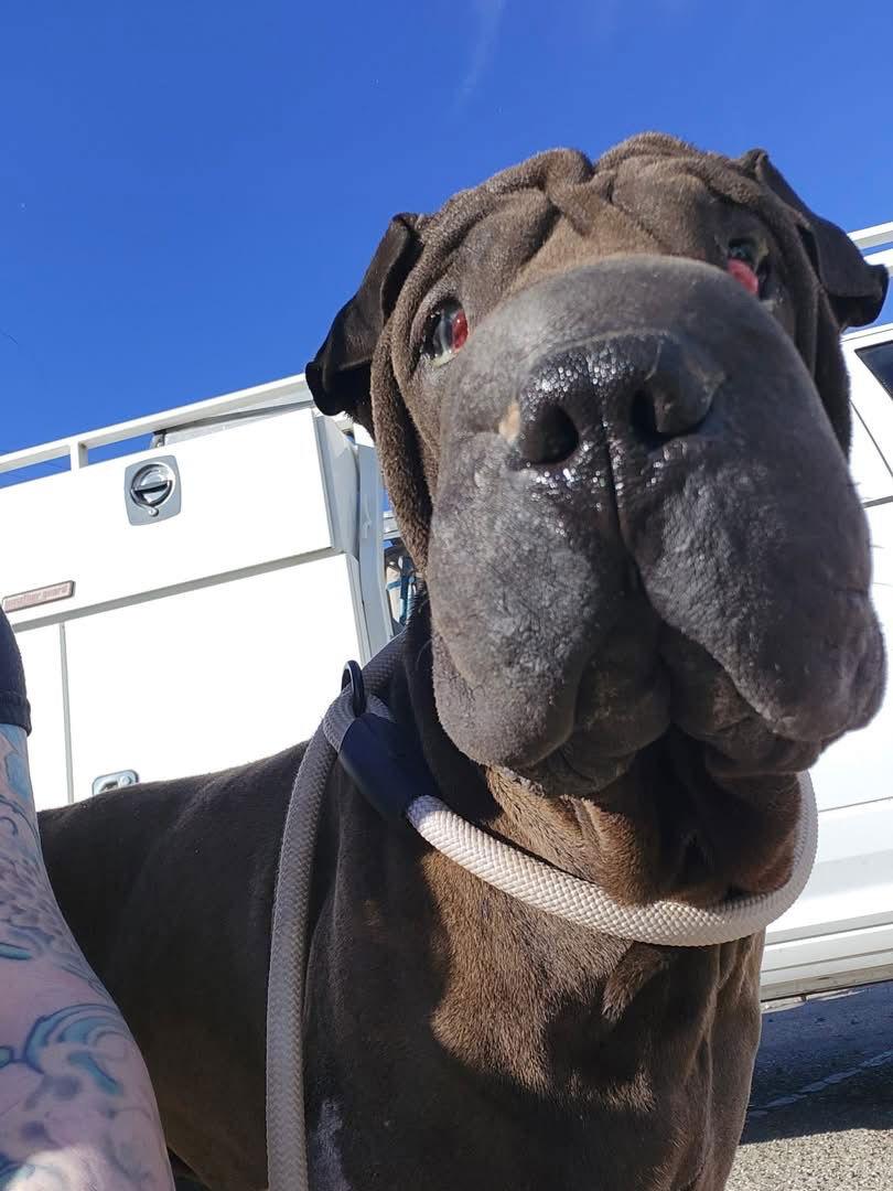 Enlarge Oscar, a Adoptable Shar-Pei in Tempe, AZ image 1/3