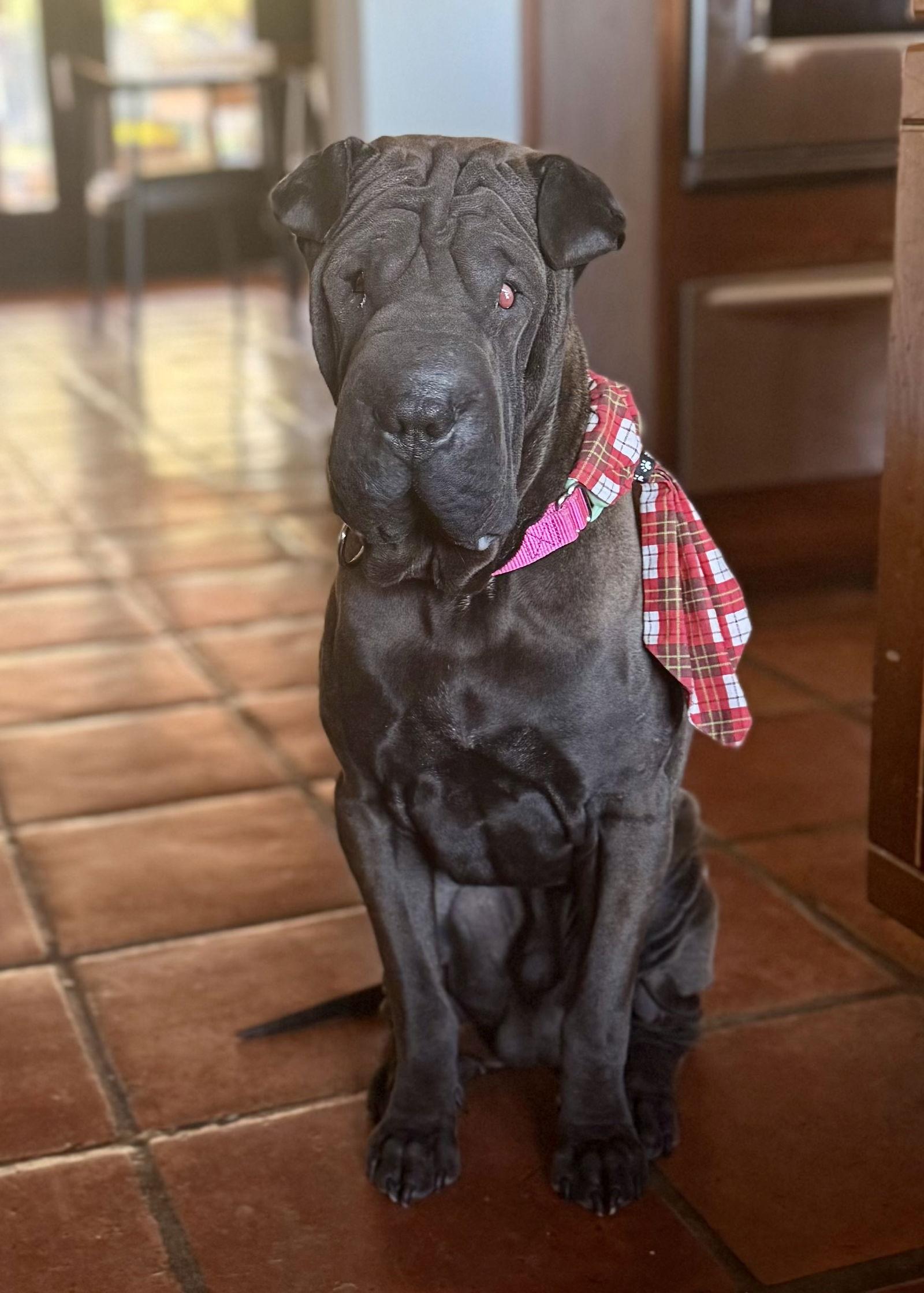 Enlarge Oscar, a Adoptable Shar-Pei in Tempe, AZ image 2/3