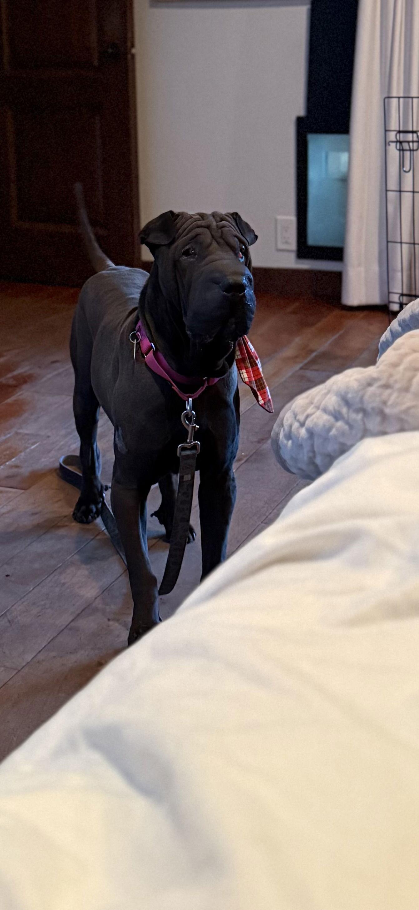 Enlarge Oscar, a Adoptable Shar-Pei in Tempe, AZ image 3/3