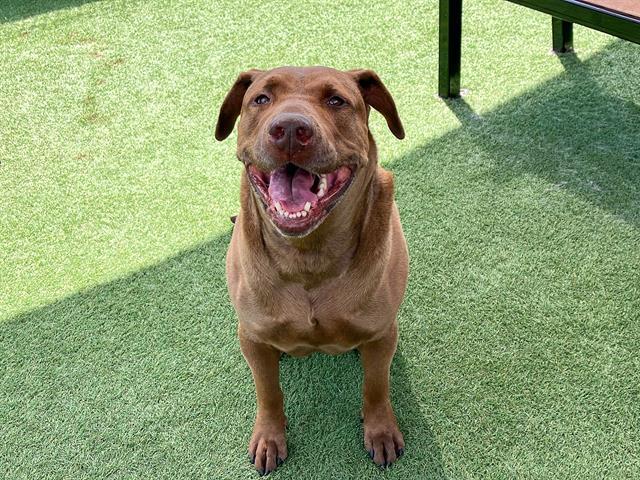 REMMICK, Adoptable, Adult Male Pit Bull Terrier & Labrador Retriever.